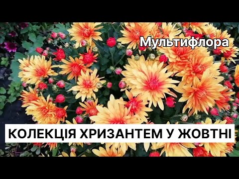 Видео: Найкрасивіші хризантеми жовтня😍 Огляд сортів хризантем з назвами