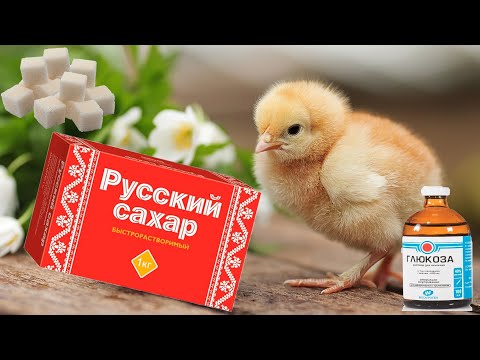 Видео: Нужно ли давать глюкозу или сахар суточным цыплятам?