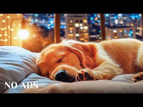 Видео: Музыка для глубокого сна для собак 🐶 Музыка против тревоги для собак 🐶 Музыка, которая поможет со...