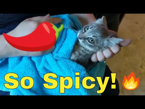 Видео: От диких котят из канализации до прекрасных домашних питомцев: как обращаться с 8-недельными дики...