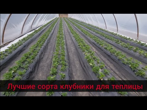 Видео: КАКОЙ СОРТ КЛУБНИКИ ПОСАДИТЬ В ТЕПЛИЦЕ ЧТО БЫ ПОЛУЧИТЬ ХОРОШИЙ УРОЖАЙ И ВКУСНУЮ ЯГОДУ