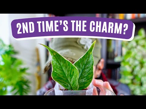 Видео: Помогите... Я купила ещё БОЛЬШЕ хойи! Выживет ли на этот раз Ясминка?