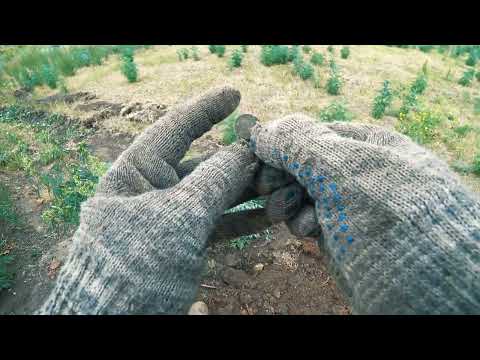 Видео: КОП С МТ 705. Поиск монеты и железа с металлоискателем.