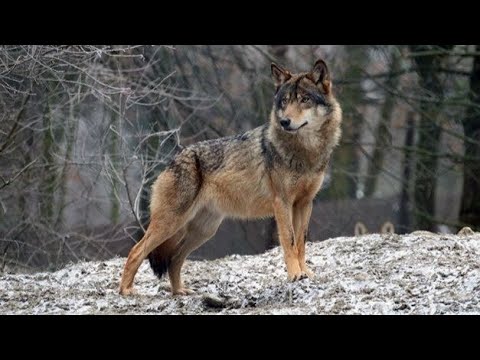Видео: ОХОТИЛСЯ НА БОБРА, А ДОБЫЛ ВОЛКА. Охота на КАБАНА с новыми приборами ARKON
