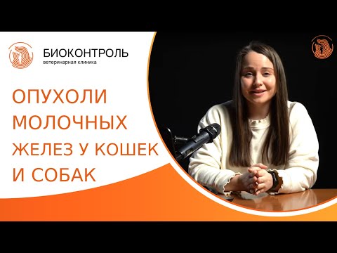 Видео: 🐱 Опухоли молочных желез у кошек и собак: диагностика, лечение. Опухоли молочных желез у кошек. 18+