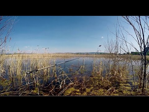 Видео: В БОЛОТЕ пытаюсь поймать карася