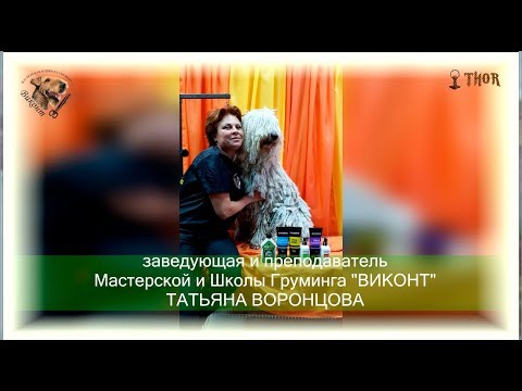 Видео: Как мыть и подготовить командора к выставке? THOR - МиШГ ВИКОНТ