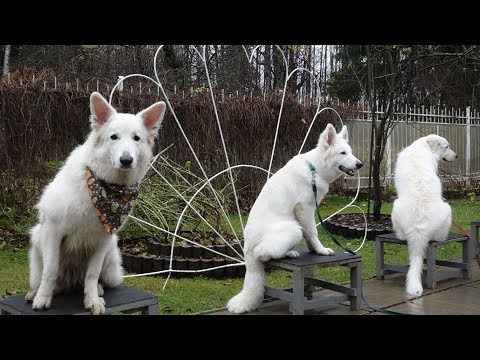 Видео: Догтренинг 469. Работают белые овчарки: маремма, БШО и гость.