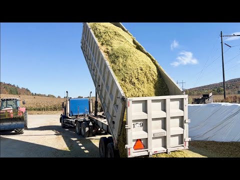 Видео: Кукуруза катится прямо