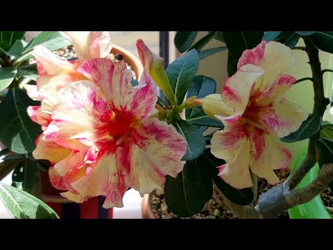 Видео: Новруз байрамное цветение Адениумов! ;)  Всех с ВЕСНОЙ!!!