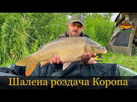 Видео: Потужні «паравози» на флет!Як нам короп недавав перепочити!)Карпова рибалка 2022 в м.Шумськ