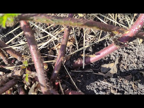 Видео: Карака Блэк ежевика отвечаю на вопросы