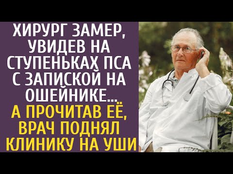 Видео: Хирург замер, увидев на ступеньках пса с запиской на ошейнике… Прочитав, врач поднял клинику на уши