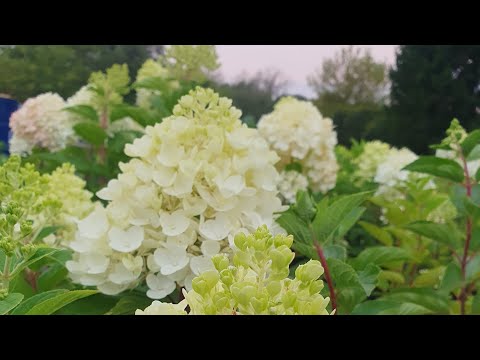 Видео: Саженцы первого года жизни и их дальнейшая перспектива! Заказ саженцев 8903 8407447!