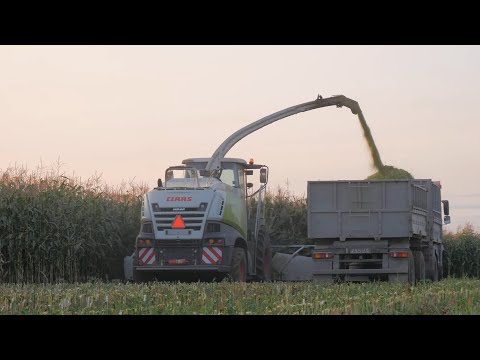 Видео: Уборка кукурузы / 2X CLAAS Jaguar 870, 860, МАЗы 5516, 5551 и др. /