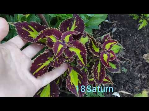 Видео: каталог колеусов 2023-2024