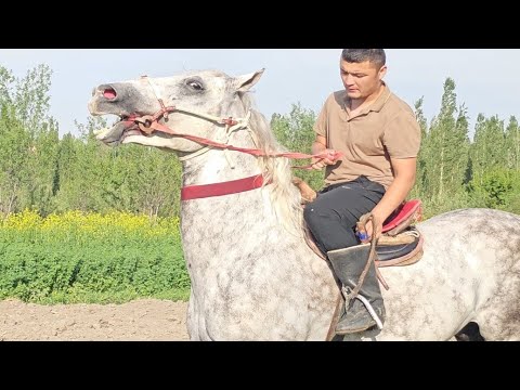 Видео: Пай Пай Паай Долларга Жет👍