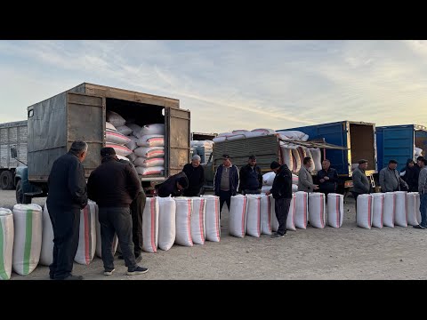 Видео: ХОРАЗМ ХАЗАРАСП ОПТОМ ГУРУЧ ЯНГИ НАРХЛАРИ 25 октября 2025 г.