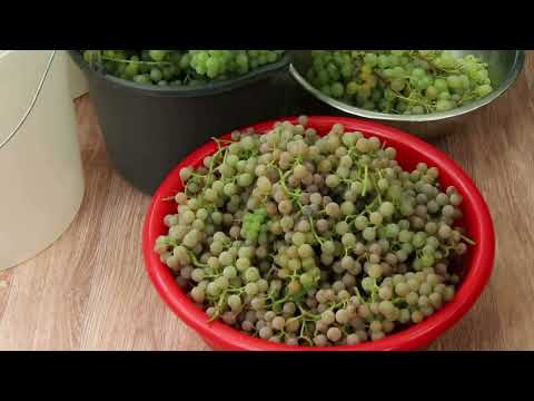 Видео: Виноград для белого вина - Сбор и этапы приготовления.