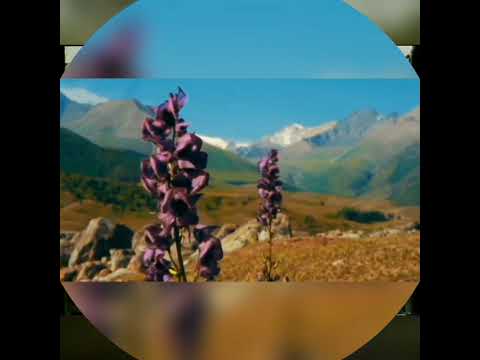 Видео: Жолдубай Кайыпов - популярдуу ырлары