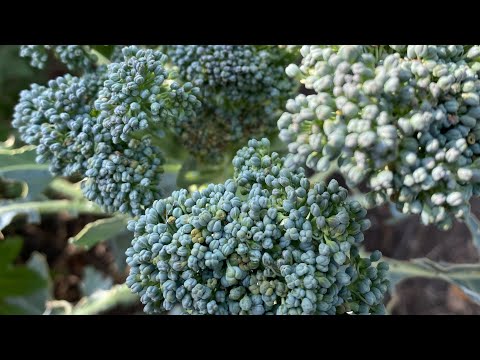Видео: Приморозок😱кінець літа 🙁чим займаюсь, що готую 🫶