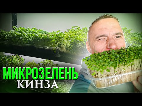 Видео: Микрозелень Кинза технология