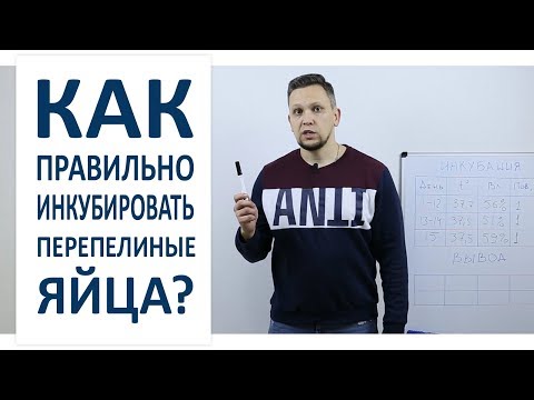 Видео: Инкубация перепелов / Режим инкубации перепелиных яиц