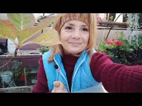 Видео: ЧЕРЕНКОВАНИЕ КРУПНОЛИСТНОЙ ГОРТЕНЗИИ В ОКТЯБРЕ .