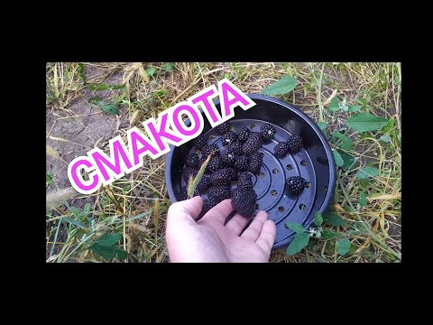 Видео: НАСОЛОДА у ВЕРЕСНІ/Блек Джем Стар