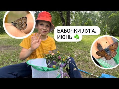 Видео: Бабочки луга: июньский обзор от юнната / Бабочки Беларуси ☘️#бабочкибеларуси
