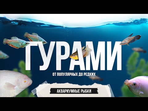Видео: Большая подборка гурами, обитающих в природе