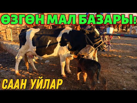 Видео: СААН УЙЛАР КУНАЖЫН УРГААЧЫ ТОРПОК БААЛАРЫ 🤯 #байтв 