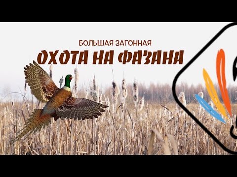 Видео: БОЛЬШАЯ ЗАГОННАЯ ОХОТА НА ФАЗАНА