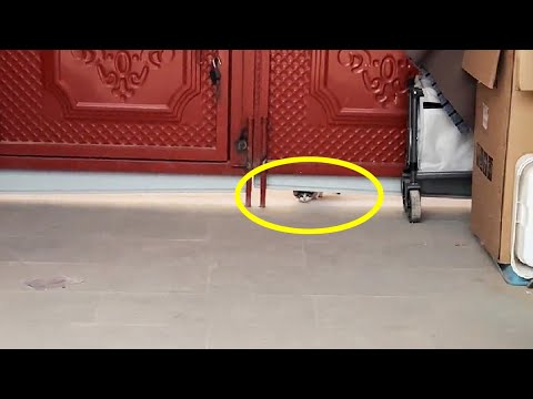 Видео: «Откройте дверь! Неужели вам не нужен такой милый котёнок?»