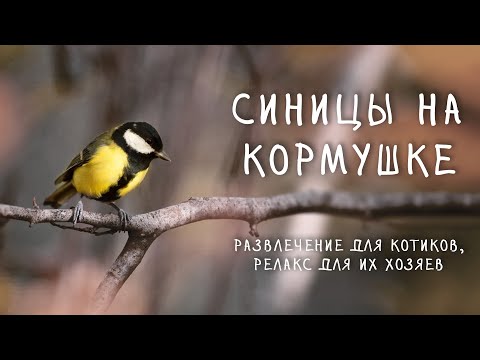 Видео: 30 минут видео для кошек и любителей наблюдать за птицами – синицы на кормушке