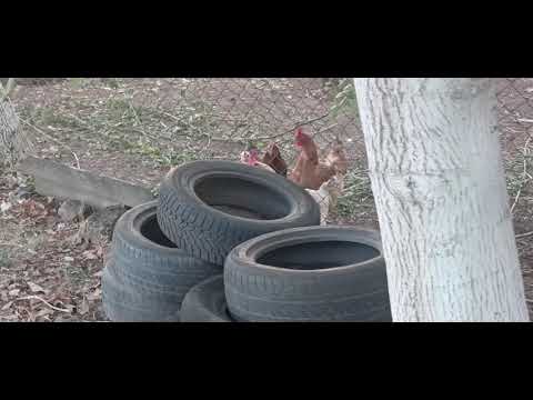 Видео: Последняя серия про курей и уток на сегодня.