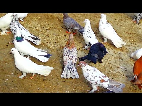 Видео: про чубатых широкохвостые голуби  в гостях