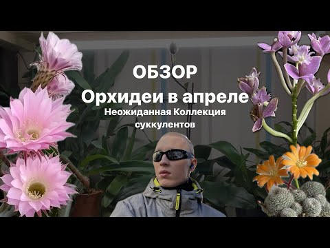 Видео: Обзор коллекции орхидей. Новые растения