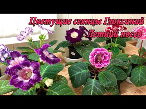 Видео: Цветущие Глоксинии из семян. Летний посев. 1 часть