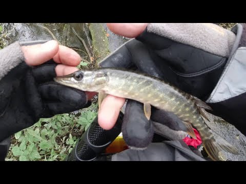 Видео: #214 Мормышинг | В этом ручье полно рыбы!!!
