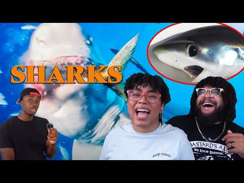 Видео: Мир без акул?! | Casual Geographic РЕАКЦИЯ