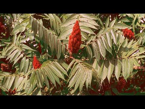 Видео: Сумах - противовирусный и лечебный деликатес Sumac - delicious antiviral natural beverage
