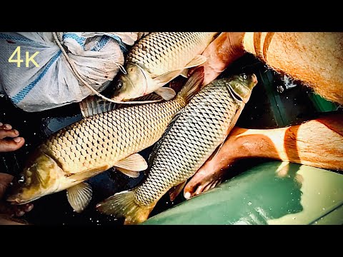 Видео: На эту снасть - Сазаны на каждом крючке!