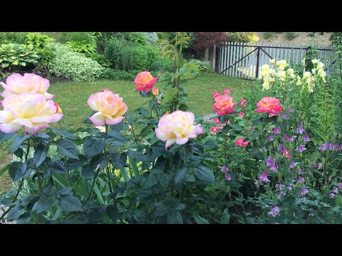 Видео: Троянди Глорія Дей,Пульман Орієнт Експрес,Три Весілля -початок трояндового буму #сад  #троянди