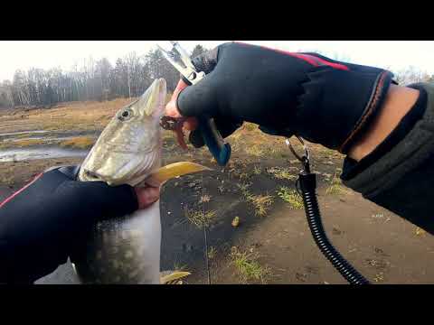 Видео: Рыбалка на Кокшаге