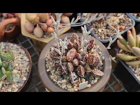 Видео: Адромискусы Мастера Георгия август 2020. Adromischus collection