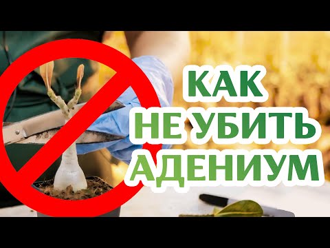 Видео: Как Сделать V-Образную Прививку на Адениум