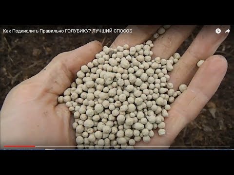 Видео: Как Подкислить Правильно ГОЛУБИКУ? ЛУЧШИЙ СПОСОБ