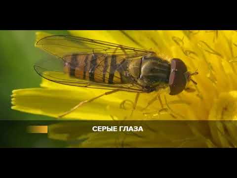 Видео: Наташа Королева серые глаза караоке