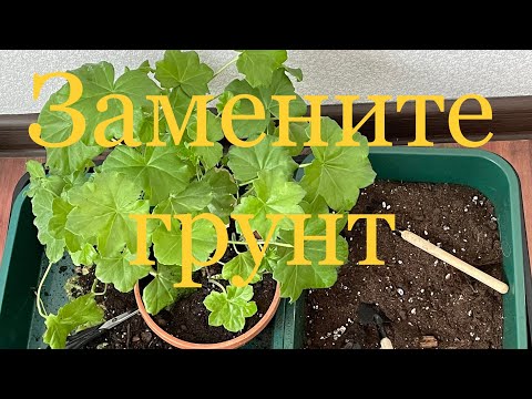 Видео: Обязательно сделайте частичную замену грунта у пеларгоний накануне весны